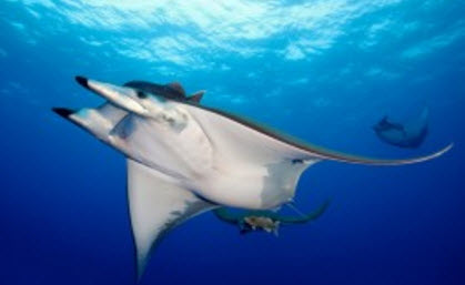 Mobula tarapacana_06.jpg